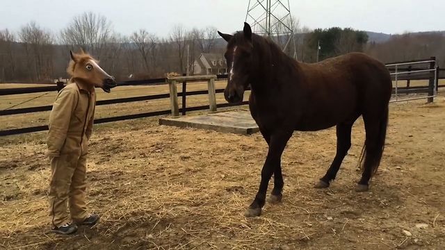 máscara de cabeza de caballo